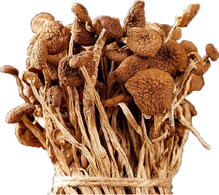 广昌茶树菇